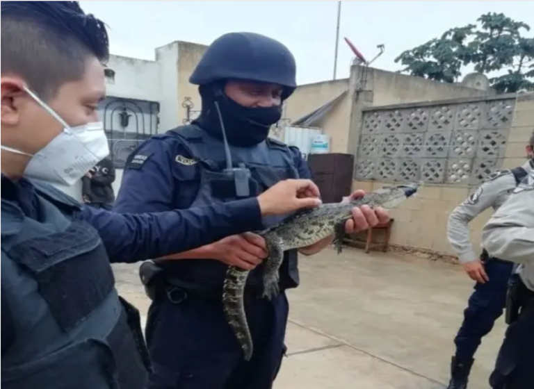 Susto en Ciudad Caucel: hallan cocodrilo en el patio de una casa