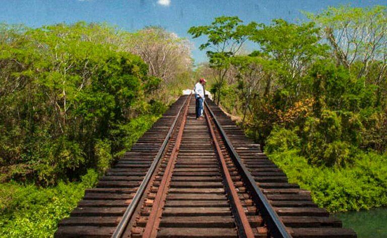 Tribunal revierte suspensión de obras del Tren Maya, organizaciones acusan peligro de flora y fauna