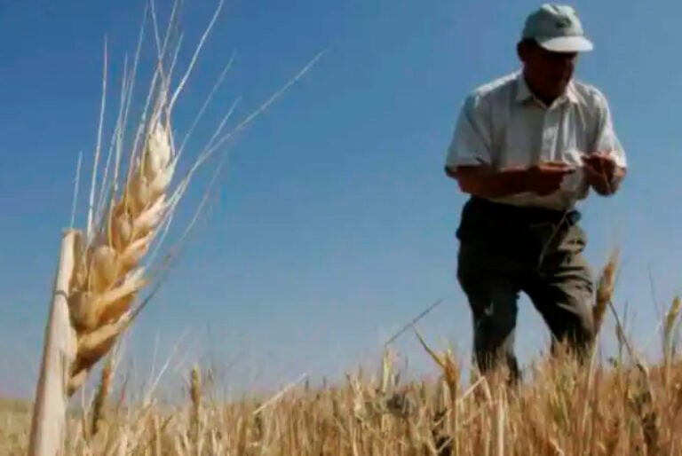 Exportaciones de cereales peligran por la guerra en Ucrania