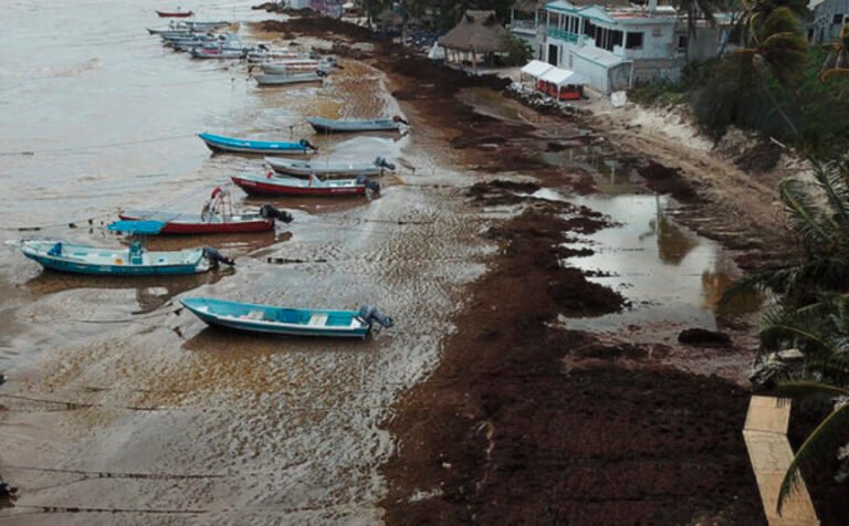 Playa El Recodo queda fuera de servicio por recale de alga marina