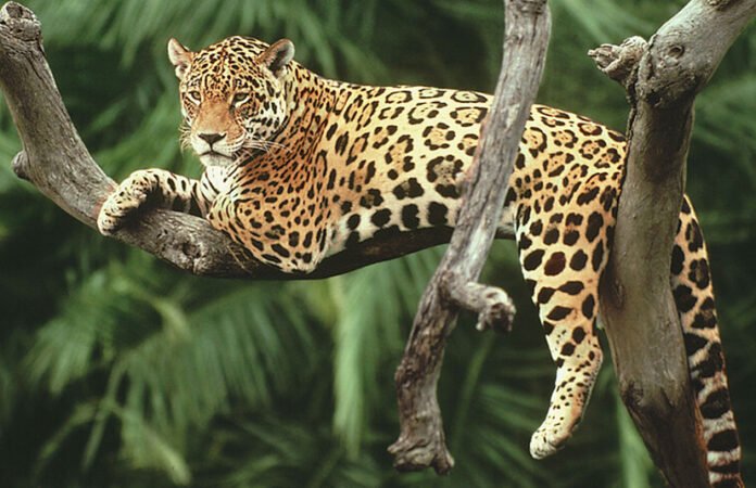 jaguar
