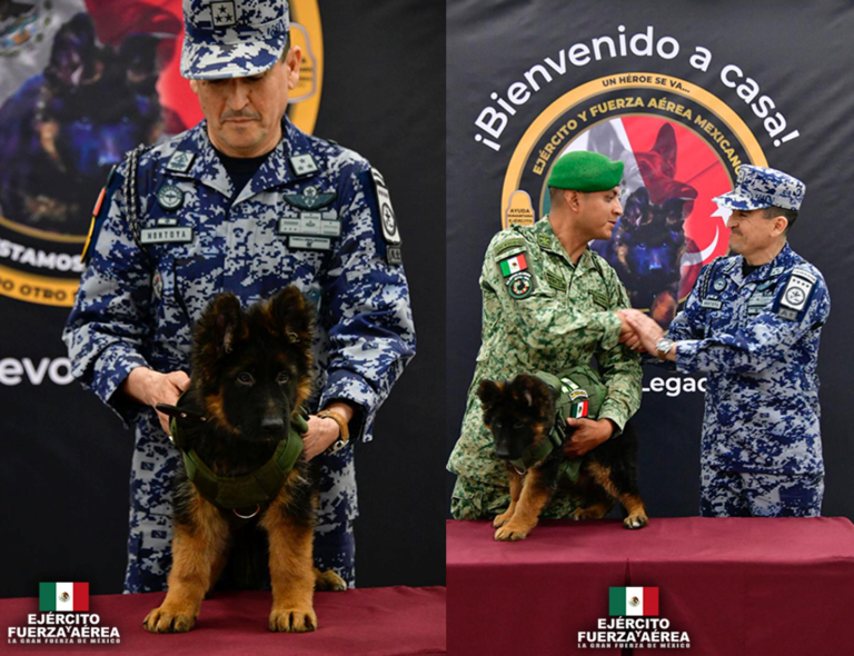 LLEGA CACHORRITO DE TURQUÍA, DONADO TRAS MUERTE DE PROTEO