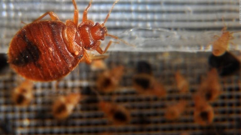 Plaga de chinches en París y México