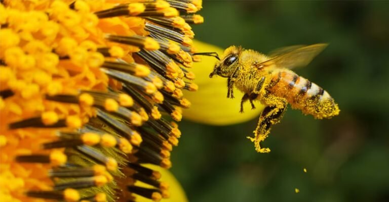 Abejas, polinizadores estragégicos