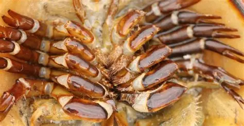 Mortandad masiva de cacerolitas de mar alerta a ecologistas en Río Lagartos
