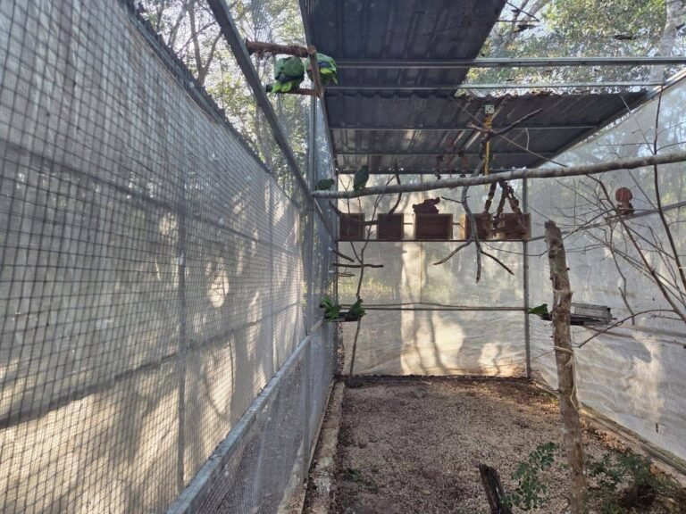 Proyecto Santa María trabaja contrarreloj para proteger del frío a loros en rehabilitación