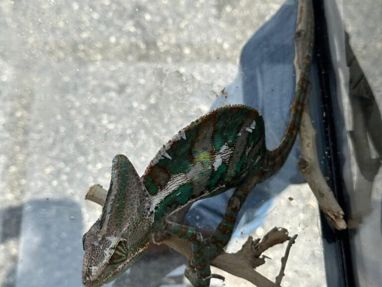 Descubren venta ilegal de fauna en tianguis de Cancún