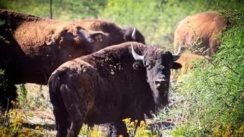 Regresa el bisonte a Sonora tras 200 años de ausencia; ya nacieron 10 crías