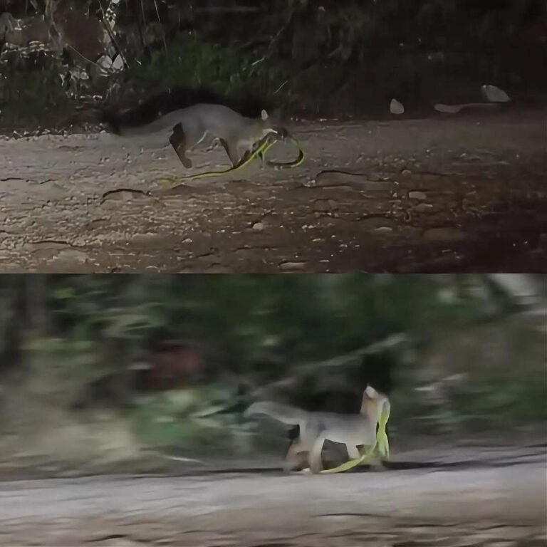 Impactante avistamiento en Tulum: zorro gris sorprende al capturar una serpiente en la selva