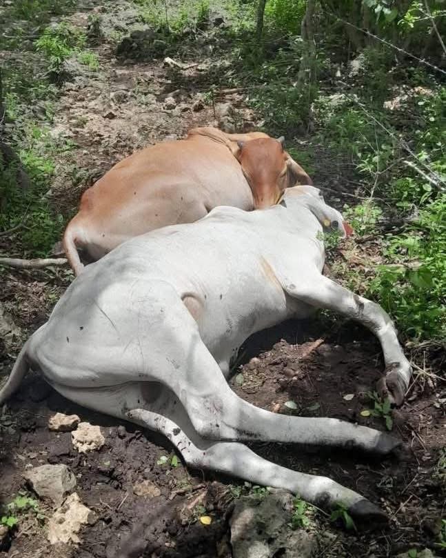 Rayo mata varias reses en rancho de exalcalde de Motul durante tormenta en Yucatán