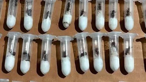 Descubren envío ilegal de hormigas reina ocultas en juguetes rumbo a Asia