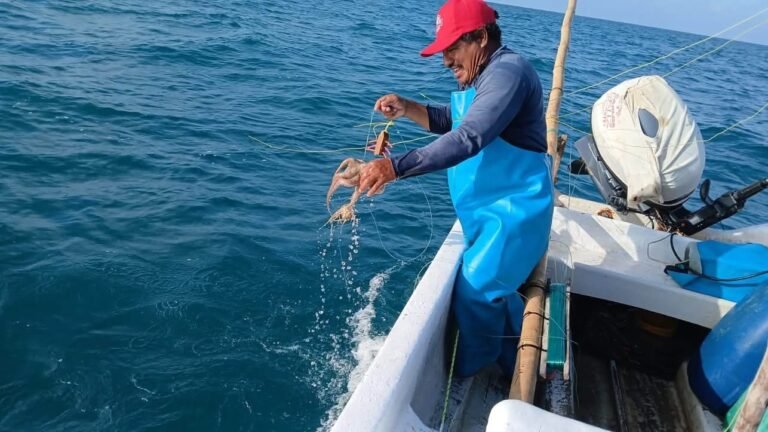 Inicia la captura de pulpo maya en Yucatán y Campeche; pescadores confían en buena temporada, pero alertan por pesca furtiva