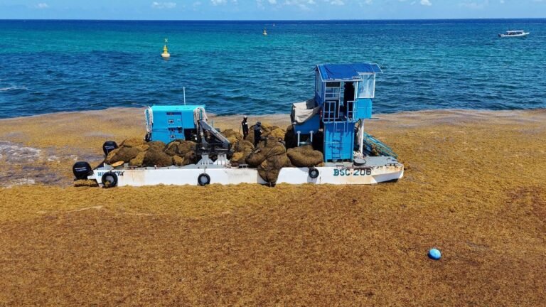 Arsénico en el sargazo frena su aprovechamiento masivo en el Caribe mexicano