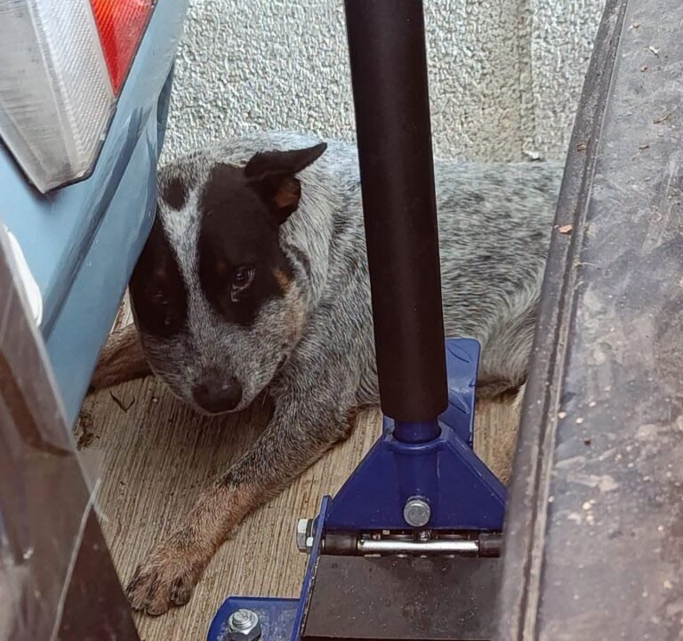 Tayson, el perro que enfrentó a una huolpoch y sobrevivió para volver con su familia