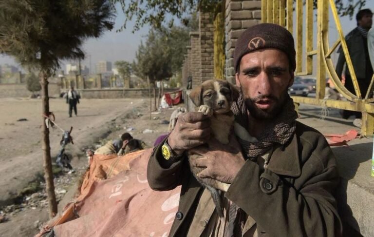 Pul-e-Sokhta: la estremecedora historia de los perros atrapados en la crisis de drogas de Kabul