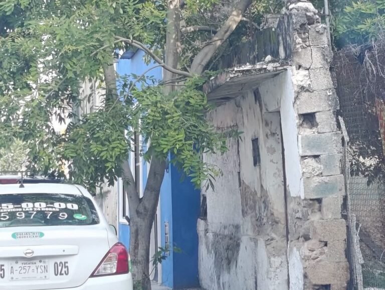 CORNISA PENDIENTE DE UN ÁRBOL ALERTA A PEATONES EN PLENO CENTRO DE MÉRIDA