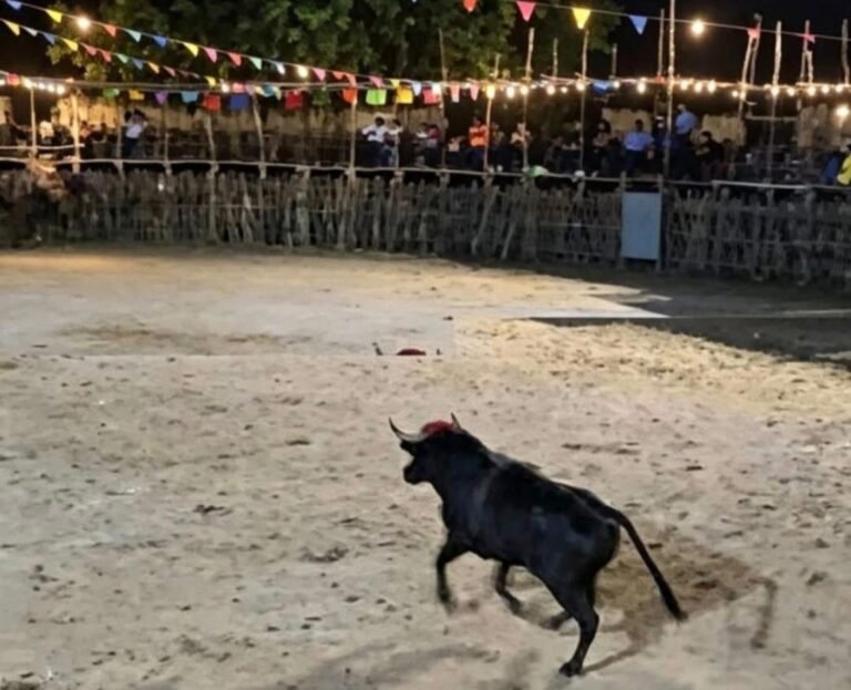 NOS ENVIAN ESTO POR UN SUSCRIPTOR  DE ABALA .  buenas tardes podría publicar la decadencia de la fiesta de Abalá Yucatán. Mire años atrás las corridas y bailes se llenaban hasta el tope y muchas comisarías y pobladores  de pueblos vecinos acudian por que parte de ser una fiesta super accesible  eran muy bonitas .  Pero desgraciadamente  la avaricia  de pocos hicieron que los precios de boletos y corridas etc ya no fueran tan rentables para muchas familias que salían a disfrutar la fiestas patronales y además  de cobrarle muchos a los venteros que traían ambiente y emoción a las fiestas tanto es así que hasta los juegos mecánicos les cobran demasiado por un espacio para trabajar ya no ven por el pueblo sino para el bolsillo de pocos y lo más triste que las fiestas del pueblo ya van en caída libre.  Si públicas esto veras que tengo razón muchas personas comentaran lo que pasa .  Mire el ruedo todo basillo por que los precios no son nada accesible  si llevas tu familia en la pura entrada gastas más de 700 pesos
