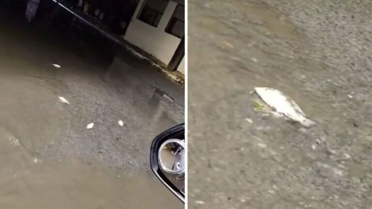 Peces aparecen muertos en calles de Nuevo León tras intensa lluvia y sorprenden a habitantes