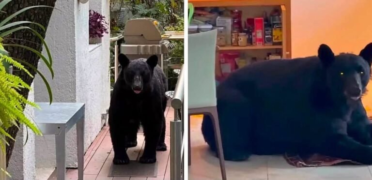 A ESCOBAZOS, HOMBRE AHUYENTA A OSO QUE ENTRÓ A SU CASA EN NUEVO LEÓN