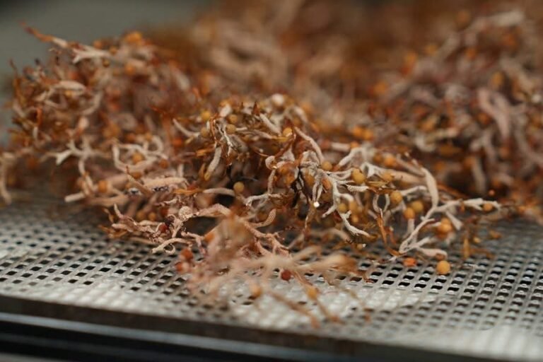 Del problema ambiental a una posible cura: sargazo muestra actividad contra la malaria