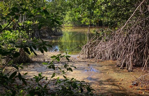 Yucatán dará apoyos de hasta 43 mil pesos para restaurar humedales costeros
