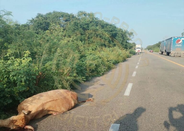 Tráiler de doble remolque choca contra una vaca en la vía Buctzotz-Tizimín; el animal murió en el lugar