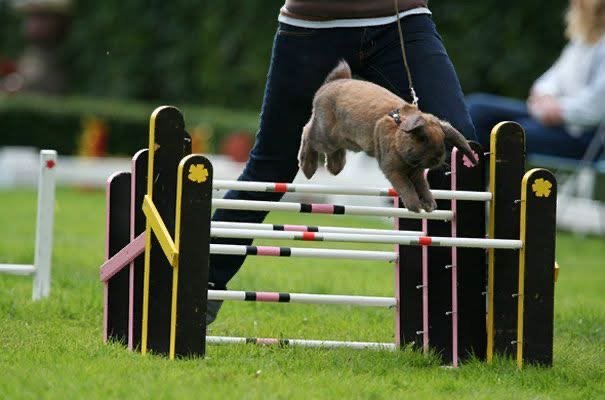 Conejos de élite saltan a la fama en Suecia con una olimpiada llena de obstáculos y velocidad